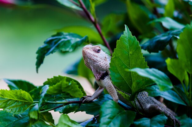 Garden lizard Or also known as Oriental Plant Lizard on the branch of a plant