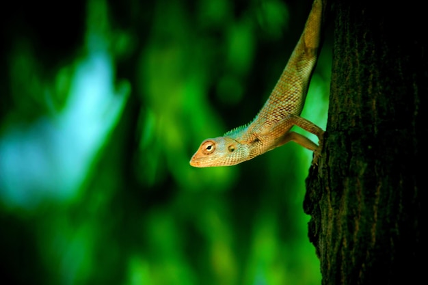 Garden lizard on the tree trunk