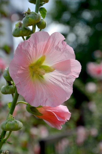 garden mallow beautiful pink flower closeup