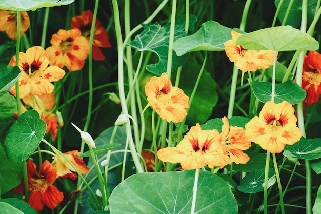 Garden nasturtium plants with orange and yellow flowers Tropaeolum majus growing in flowerbed