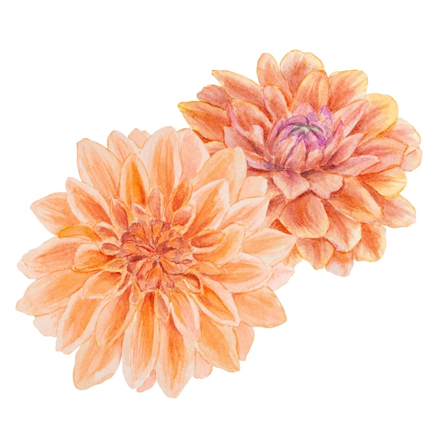 Garden orange dahlia watercolor illustration Hand drawn botanical painting floral sketch Colorful flower clipart for summer or autumn design of wedding invitation prints greetings sublimation textile