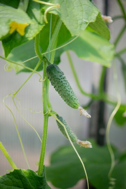 A garden of organic cucumbers in the backyardcucumbers growing on bushescucumbers growing outdoors