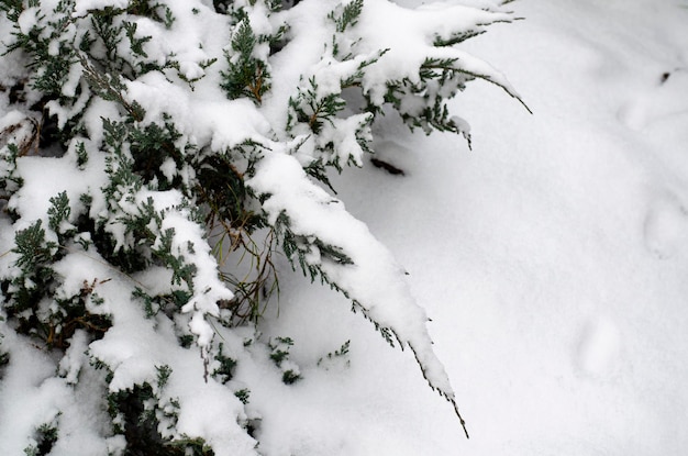 Garden ornamental shrubs under white snow. Studio Photo.