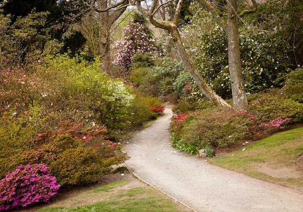 Photo garden path between shrubbery of azaleas