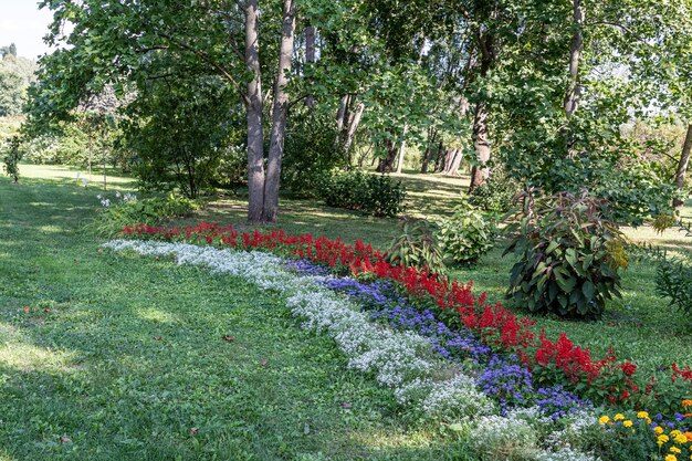 a garden path with a red and white flower in the middle.