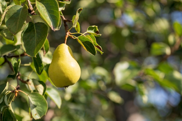 In the garden pears ripen on a tree branch Selective focus on a pear against the backdrop of beautiful bokeh