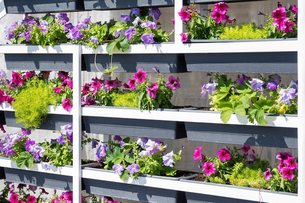 Garden plant nursery market with petunia surfinia flowers in flowerpots on metal shelves outdoors.