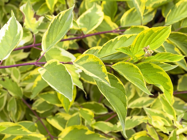 Garden plant with variegated leaves of yellow and green Garden decoration Branch of a bush