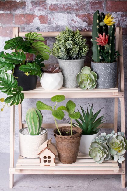 garden plants on a bookcase in a home decoration Gardening