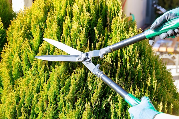 Garden pruner on a background of green thuja Gardener prunes bushes