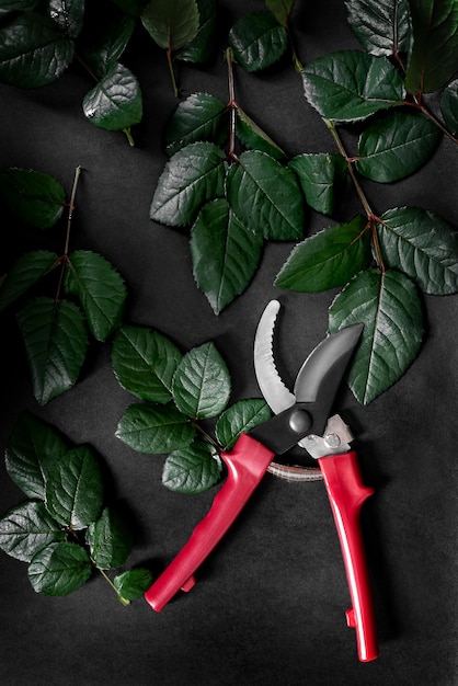 Garden pruner among cut rose leaves on a black background Home gardening