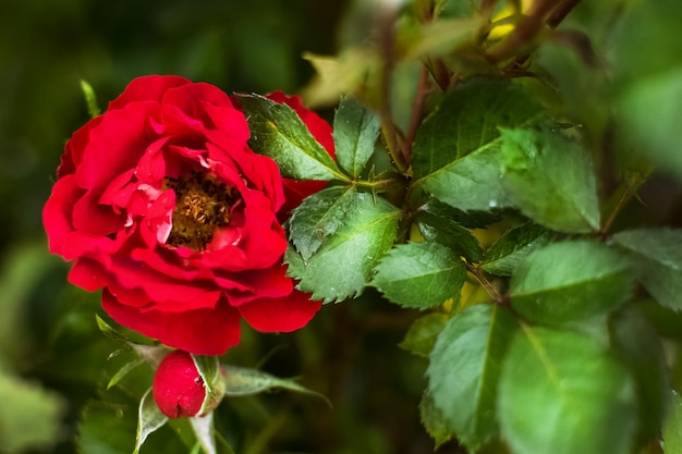 Garden red roses in a flower garden on farm or near house in city outside Beautiful buds