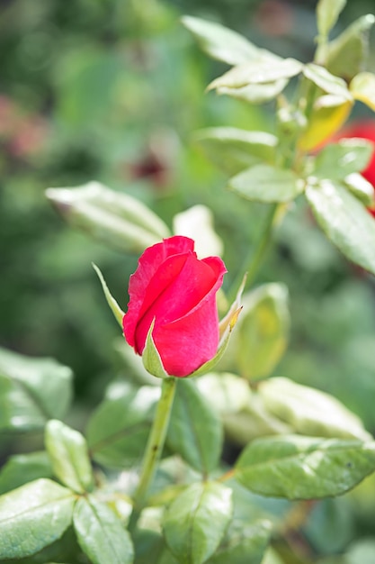 Garden rose flower on blurry background