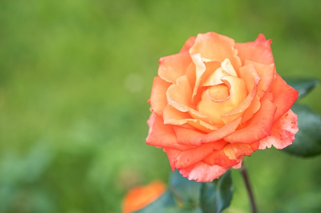 Garden rose flower on blurry background