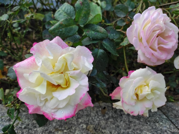 Garden roses are predominantly hybrid roses that are grown as ornamental plants in public park