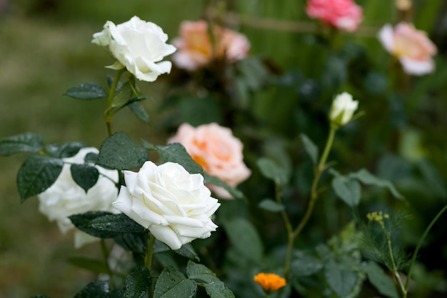 Garden roses in a flower garden on farm outside Beautiful buds and large inflorescences