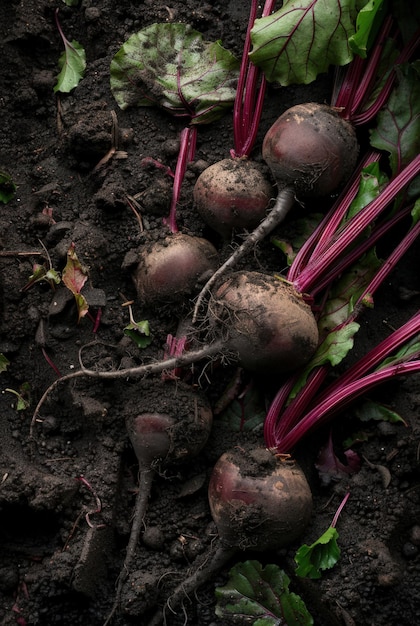 Photo garden row patch mature beetroot plants roots visible above soil organic vegetables agriculture