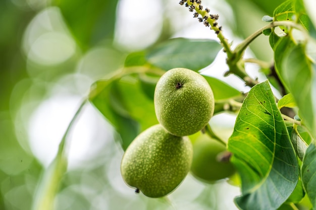 Garden seasonal branch of nuts Little green young walnuts on the tree