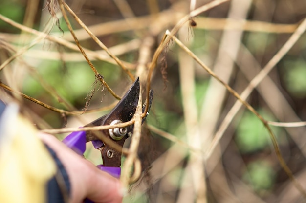 Garden shears cut old branches Garden care plants concept