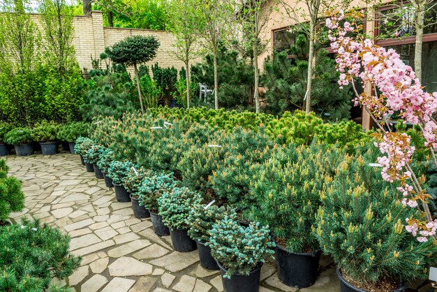 Garden shop. A row of plants 