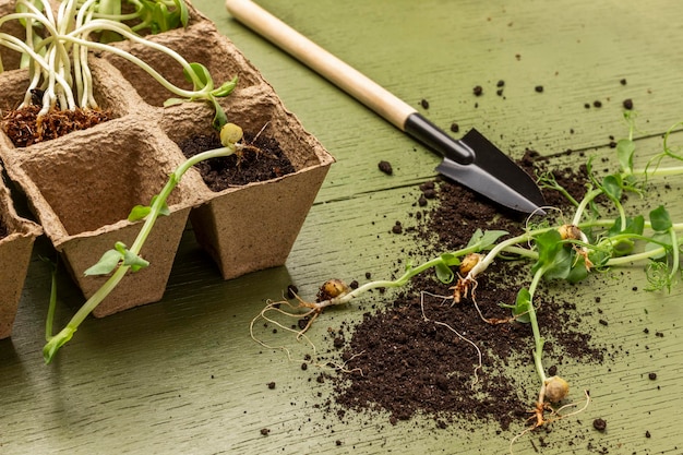 Garden shovel soil and pea sprouts on the table Seedlings in peat pots