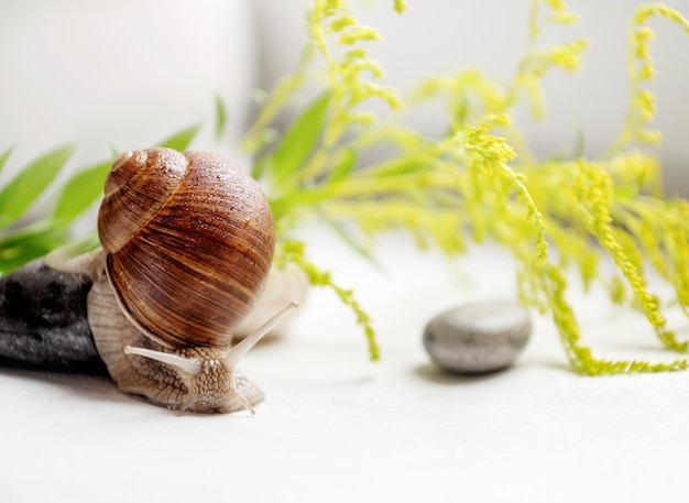 Garden snail with cute horns on head crawling slowly