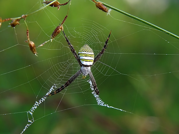 Garden spider known as Argiope amoena