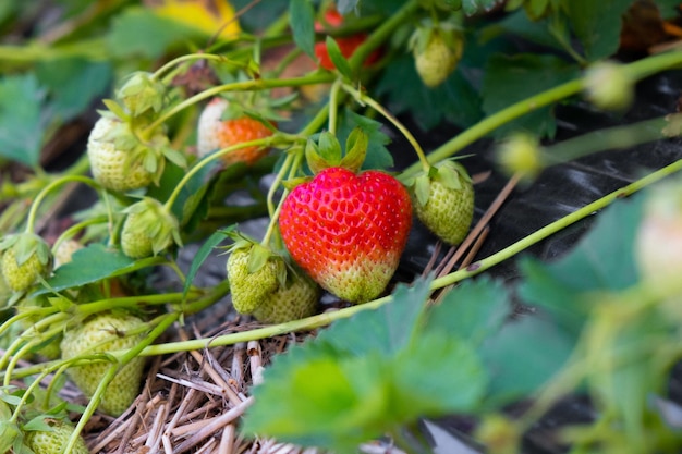 Garden strawberries with green berries on black agro spandex in summer in the garden bed