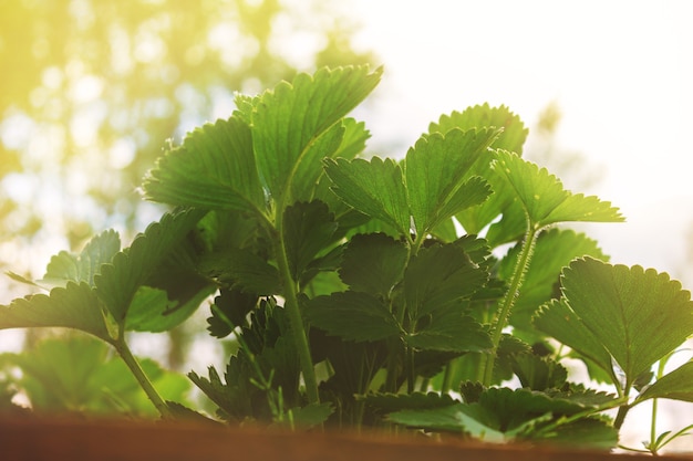 Garden strawberry plant on summer sunny day