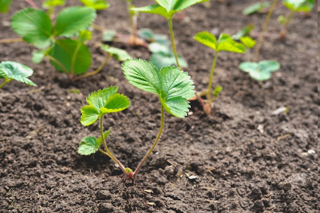 Garden strawberry seedlings are planted in moist soil.