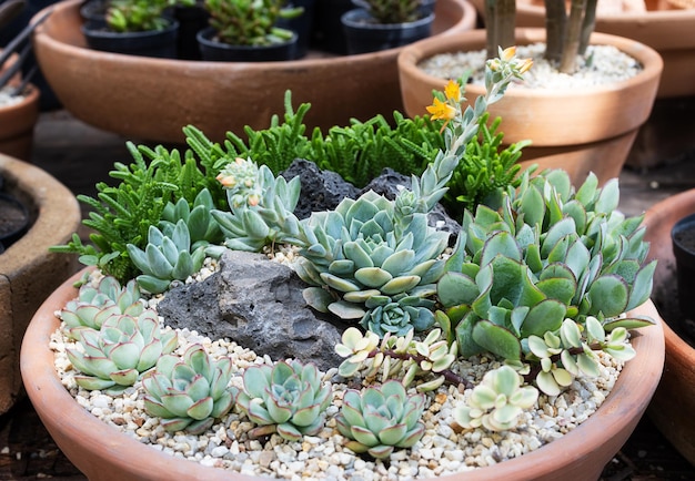 Garden of succulents in a large clay pot Growing minigardens as a hobby