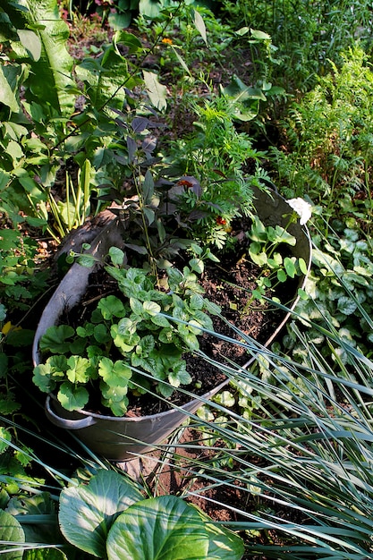 Garden summer flowers in pots