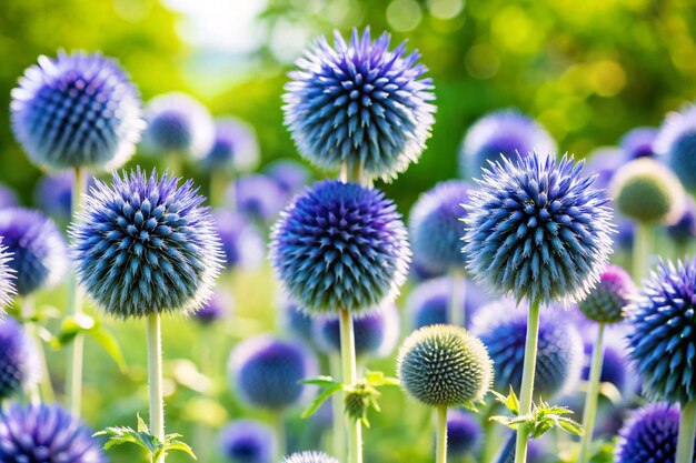 Photo garden summer theme globe thistle echinops ritro amazing blue flowers floral pattern for naturethemed decoration vibrant blue balls for garden