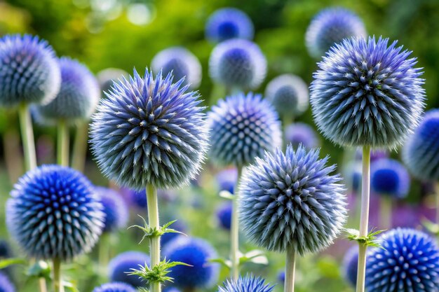 Photo garden summer theme globe thistle echinops ritro amazing blue flowers floral pattern for naturethemed decoration vibrant blue balls for garden