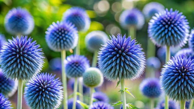 Photo garden summer theme globe thistle echinops ritro amazing blue flowers floral pattern for naturethemed decoration vibrant blue balls for garden