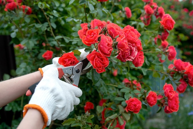 Garden tool pruner in hands against the background of a lush bush bloom of red roses