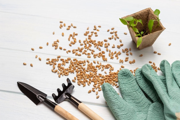 Garden tools and gloves green seedlings in a peat pot seeds