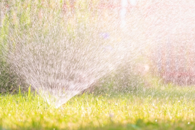 In the garden watered the grass using a spraying irrigation system