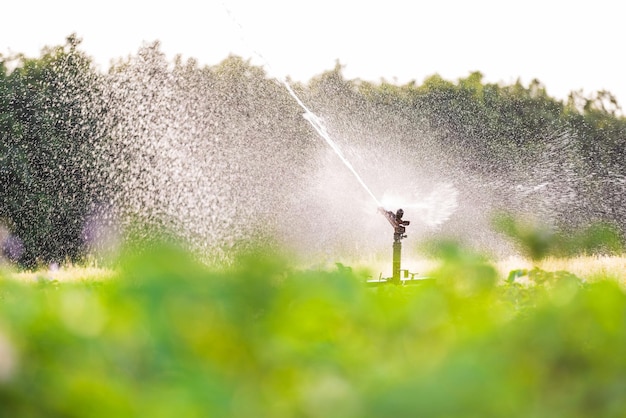 In the garden watered the grass using a spraying irrigation system