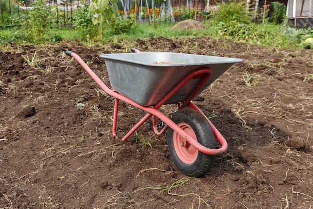 Garden wheelbarrow standing in the field harvesting potatoes in autumn