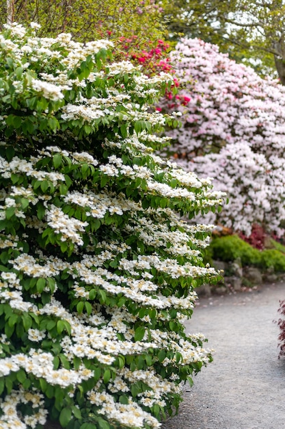 Garden with blooming trees during spring time