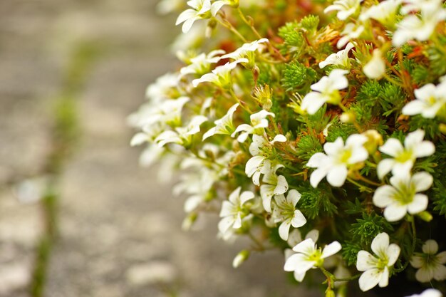 A garden with blossoming yellow primrose flowers in a natural habitat on a sunny day A bright flowering Primrose blooming in the garden or the backyard with a garden background Copy space