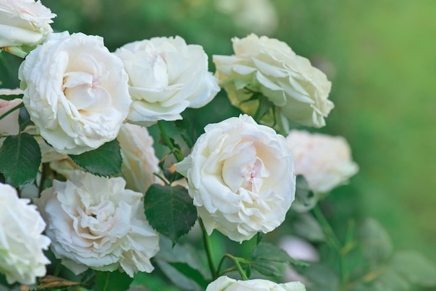 Garden with fresh white roses Beautiful white flowers