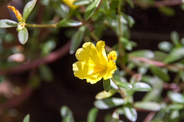 Garden with known flowers at eleven hours (Portulaca grandiflora) in Rio de Janeiro - Brazil.