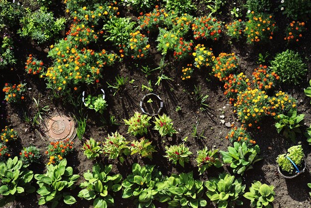 Photo a garden with many plants and a drain cover