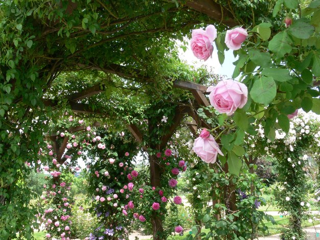 Photo a garden with roses and a tree with pink flowers