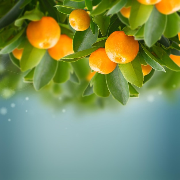 Garden with tangerine tree branches copy space on blue sky