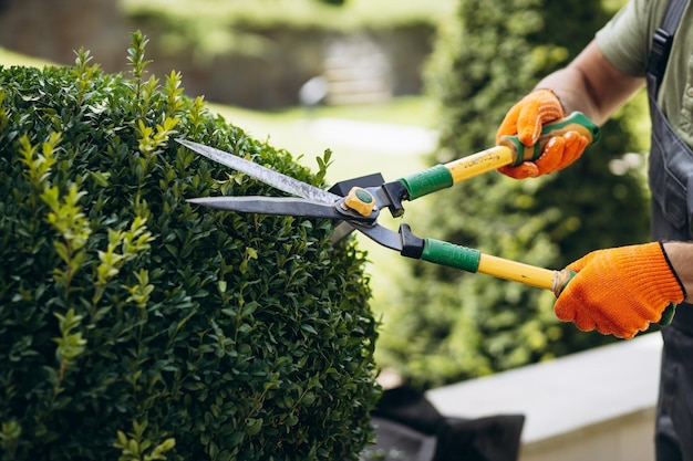 Garden worker trimming trees with scissors in the yard