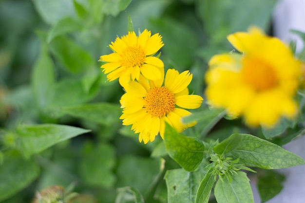 In the garden, the yellow flowers of the perennial plant Gaillardia aristata Maxima Aurea bloom. Reproduction and care. Selective focus.