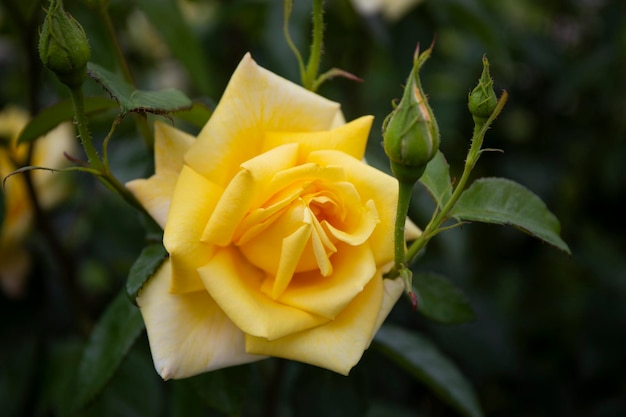 Garden yellow rose in the garden closeup card with free space for text